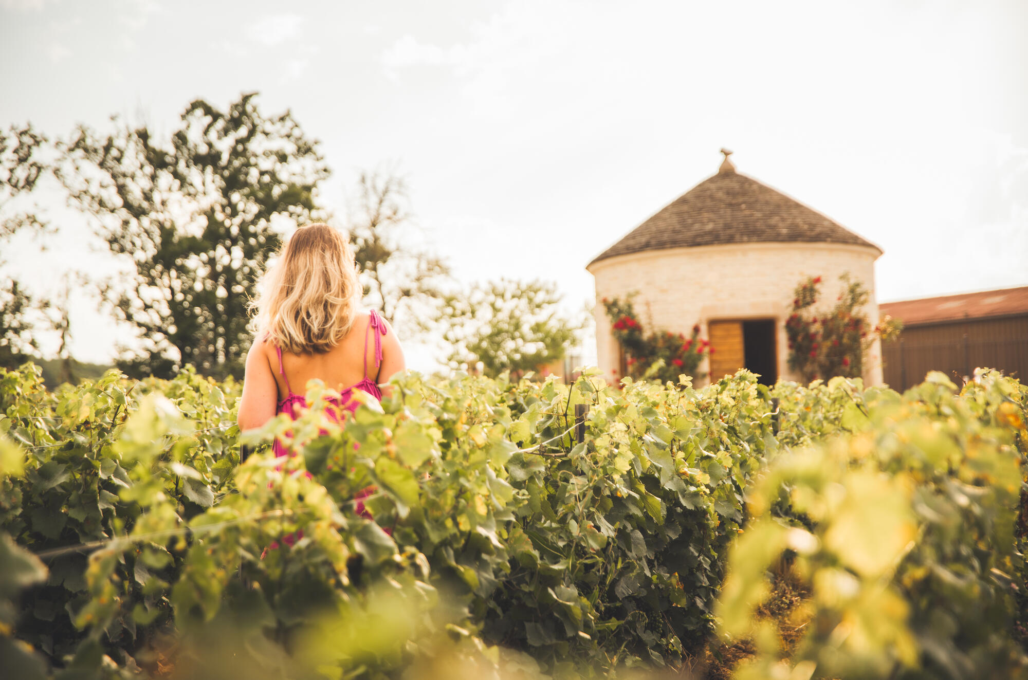 Balade-dans-les-vignes