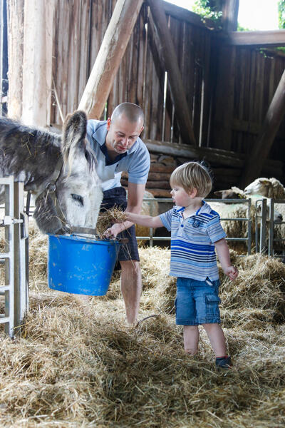 Enfant nourrit un âne avec un adulte